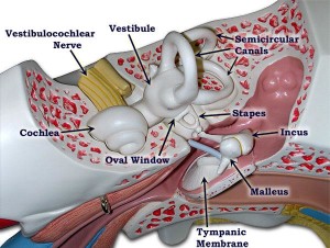 Ear-Model-2.66131410