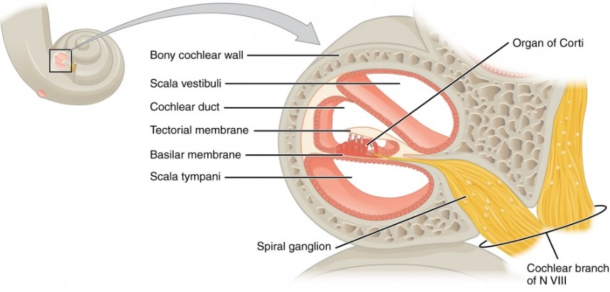 Cross section of the cochlea with sections to investigate for immune response.