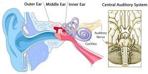 Ear1