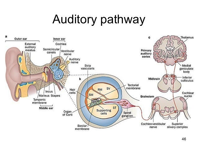 Ear Diagram With Labels